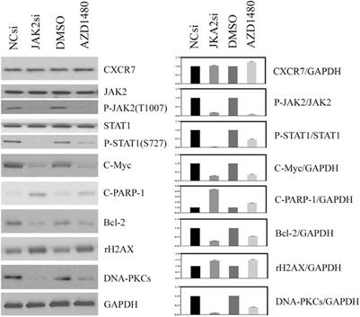 Enzalutamide-Resistant Progression of Castration-Resistant Prostate Cancer Is Driven via the JAK2/STAT1-Dependent Pathway